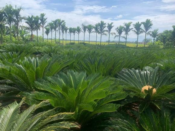 Vua của mọi cây cảnh, cây tuế