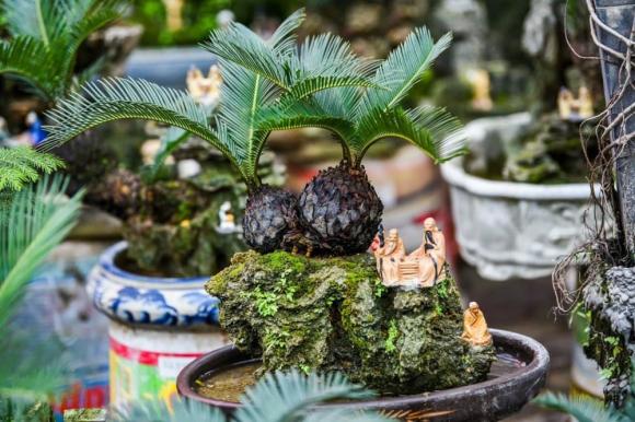 Vua của mọi cây cảnh, cây tuế