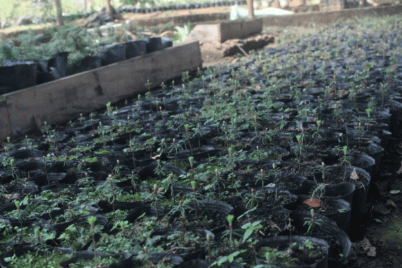 Cây cảnh quý hiếm, cây vân sam