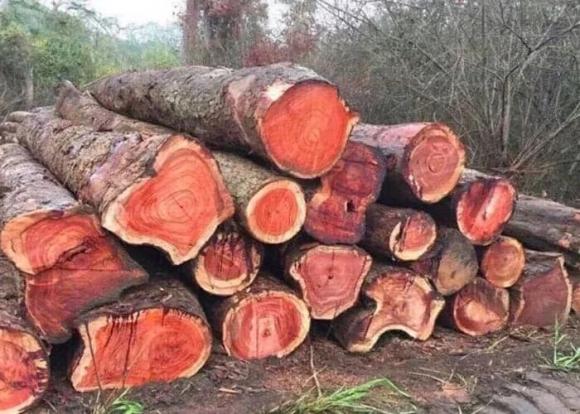 Gỗ quý, gỗ cẩm lai