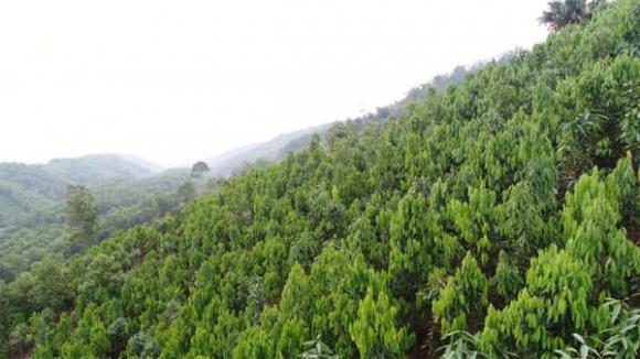 cây quế, vàng xanh
