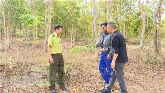 Gỗ quý, gỗ trắc
