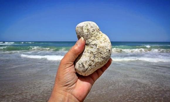 động vật, chất thải, vàng, Cá nhà táng, Cầy hương, Chim Jacu , Voi Cà phê voi đen, Chim yến