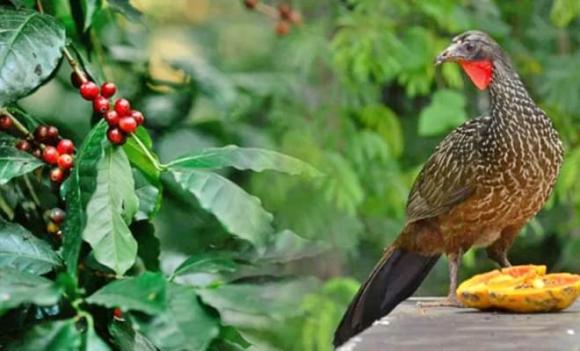 động vật, chất thải, vàng, Cá nhà táng, Cầy hương, Chim Jacu , Voi Cà phê voi đen, Chim yến