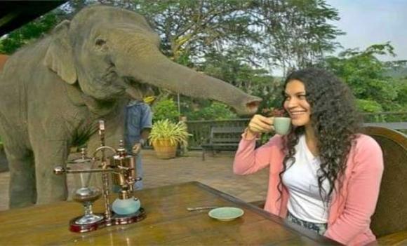 động vật, chất thải, vàng, Cá nhà táng, Cầy hương, Chim Jacu , Voi Cà phê voi đen, Chim yến