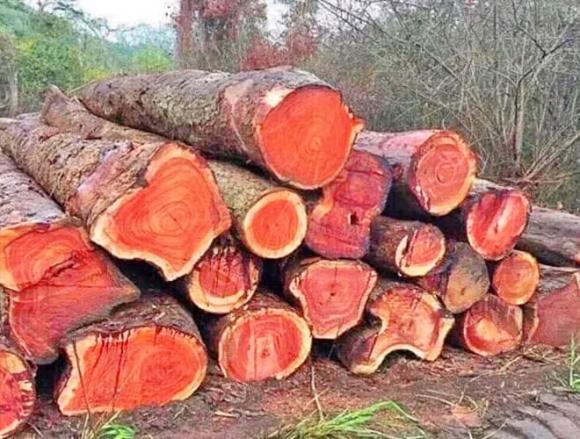 gỗ cẩm, Loại gỗ có tuổi thọ 5.000 năm