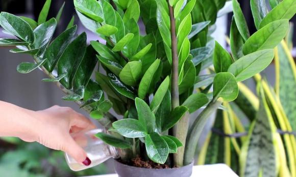 cây kim tiền, vị trí đặt cây kim tiền
