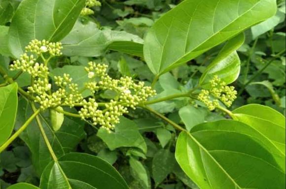 đặc sản, lá cách, vọng cách, kiến thức
