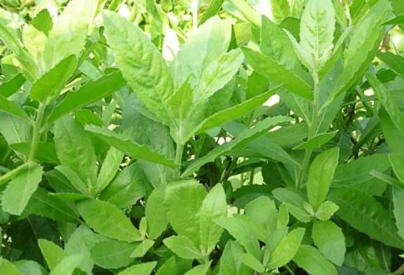 thuốc quý, rau xuyến chi, rau thài lài, rau cúc tần