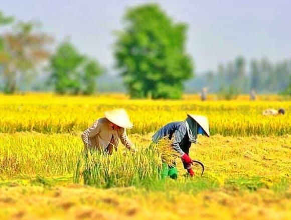 nắng nóng, say nắng, đột quỵ