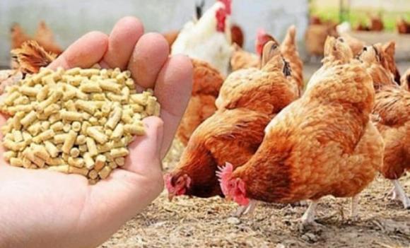 mỏ vàng, Ngành thức ăn chăn nuôi, Việt Nam