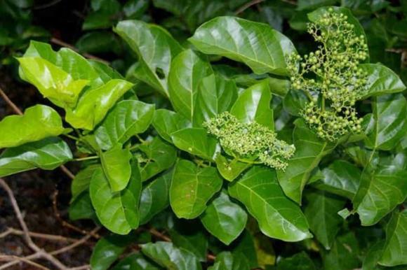 đặc sản, lá cách, vọng cách, kiến thức