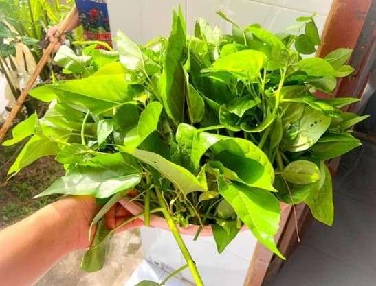 đặc sản, lá cách, vọng cách, kiến thức
