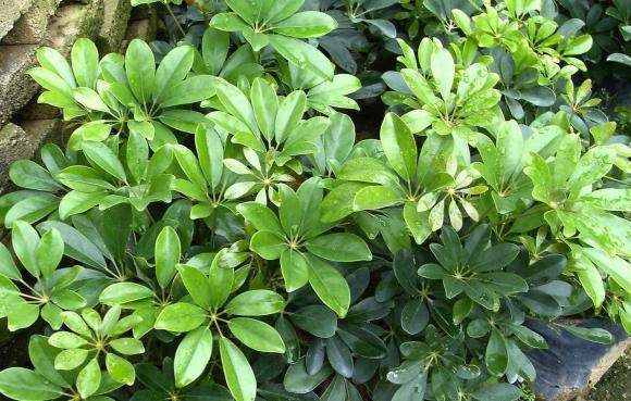 trồng cây, trồng cây trước cửa nhà, kiến thức