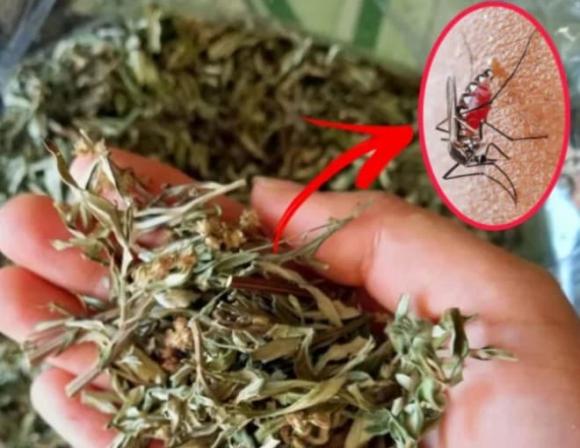 lá đuổi muỗi, phương pháp đuổi muỗi tự nhiên