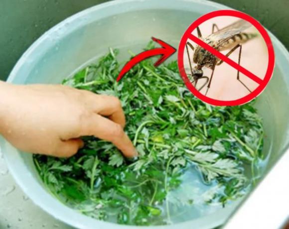 lá đuổi muỗi, phương pháp đuổi muỗi tự nhiên