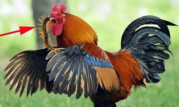 con rết, con gà trống, kiến thức