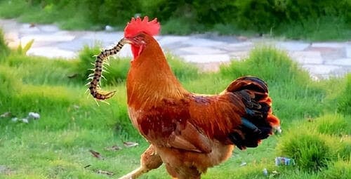 con rết, con gà trống, kiến thức
