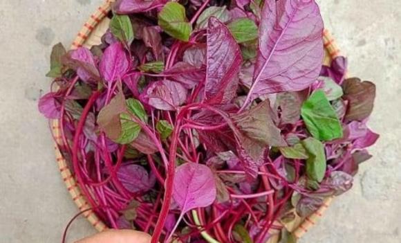 rau muống, rau mồng tơi, rau dền, rau trường thọ