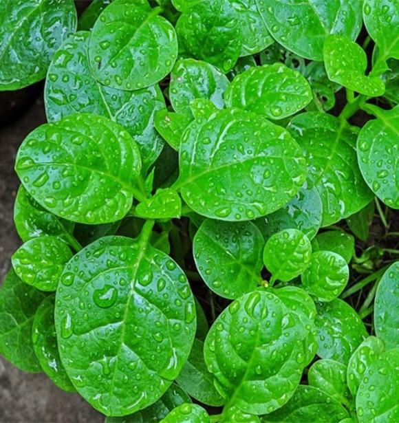 rau muống, rau mồng tơi, rau dền, rau trường thọ