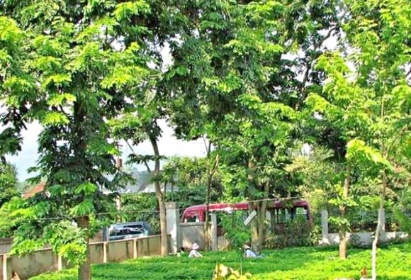 gỗ sưa đỏ, gỗ quý, gỗ đắt như vàng, khối vàng lộ thiên