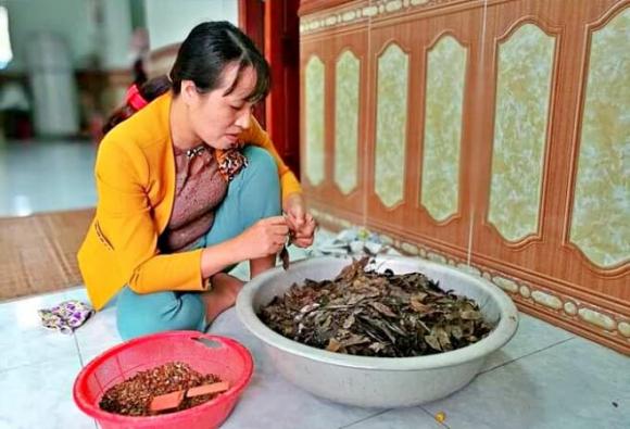 gỗ sưa đỏ, gỗ quý, gỗ đắt như vàng, khối vàng lộ thiên