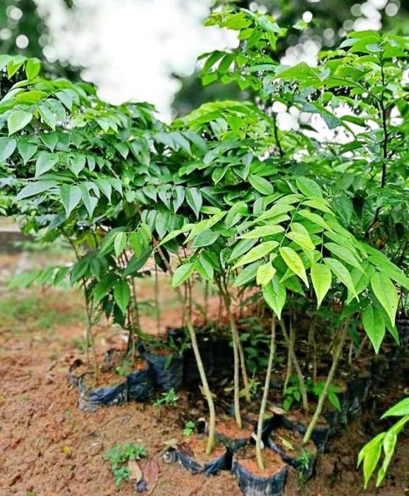 gỗ sưa đỏ, gỗ quý, gỗ đắt như vàng, khối vàng lộ thiên