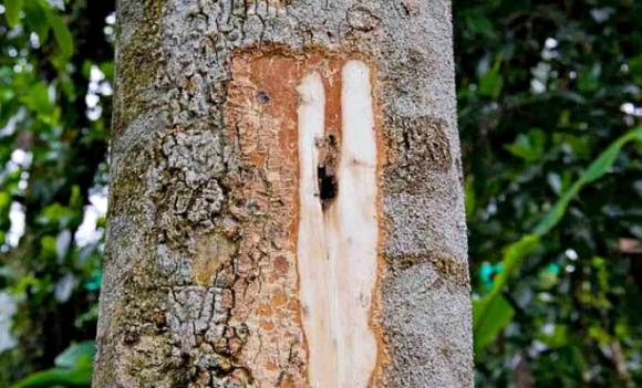 trầm hương, gỗ của các vị thần, gỗ quý