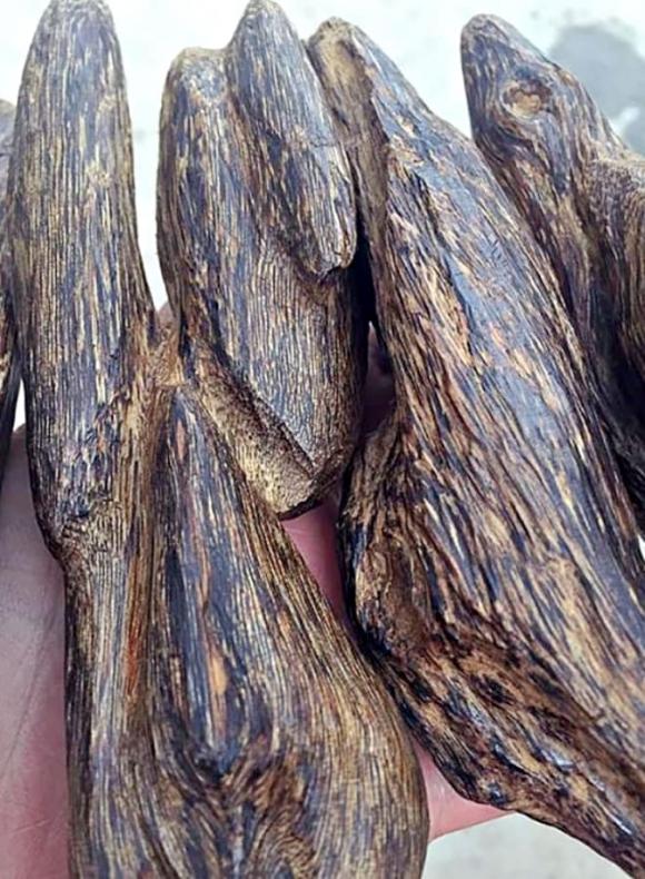 trầm hương, gỗ của các vị thần, gỗ quý