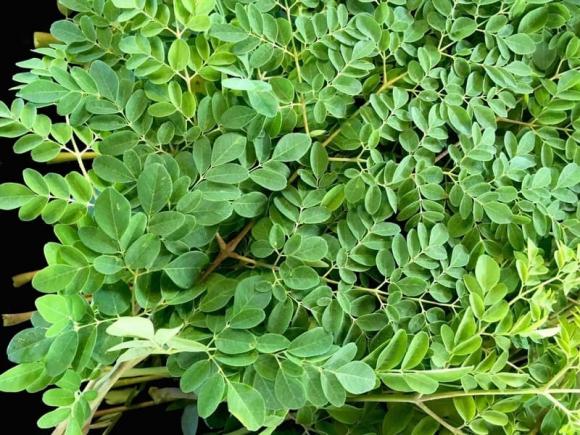 Lá chùm ngây, tác dụng của lá chùm ngây