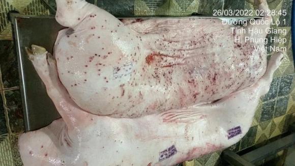 C.P, lò mổ C.P, kiến thức