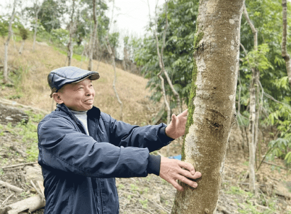 Cây gỗ quý, cây sưa đỏ