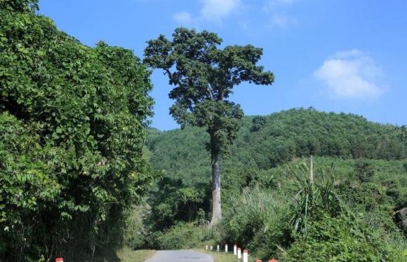 Cây gỗ quý, cây gỗ lim cổ thụ