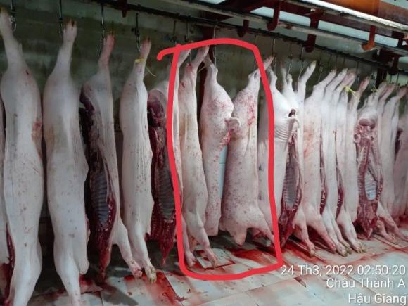 C.P, lò mổ C.P, kiến thức