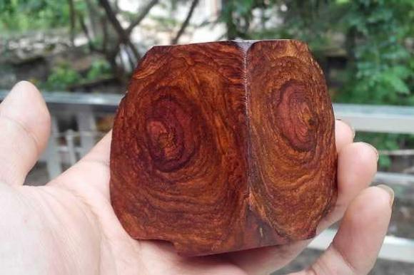 Cây gỗ quý, cây sưa đỏ