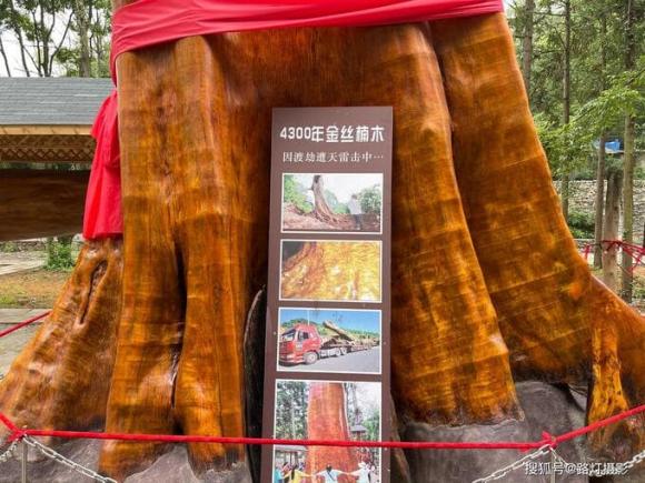 Gỗ quý hiếm, gỗ Nanmu vàng