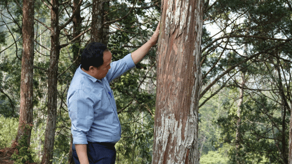 Rừng pơ mu, rừng pơ mu yên bái