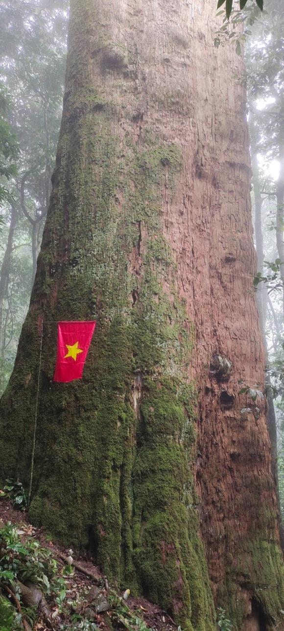 Cây gỗ quý, Cây sa mu dầu
