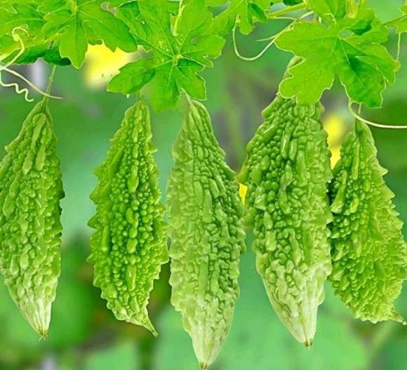 rau mùa hè, rau ngậm nhiều hóa chất, an toàn thực phẩm