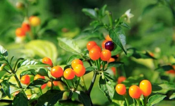 Ớt Aji Charapita, Loại quả đắt đỏ bậc nhất thế giới