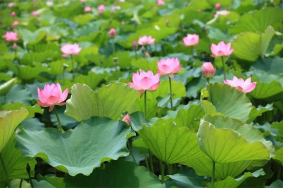 trồng sen lấy bông, nông dân làm giàu