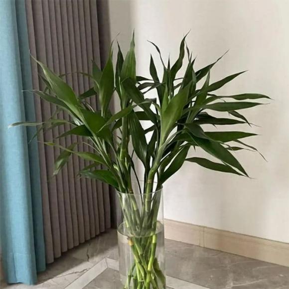 cây cảnh, cây phát lộc