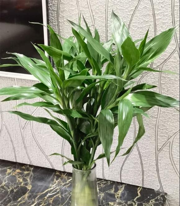 cây cảnh, cây phát lộc