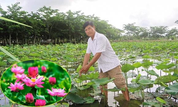 trồng lúa, gieo mạ-cấy lúa, nông nghiệp