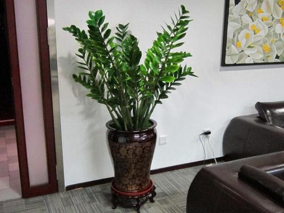 cây kim tiền, vị trí đặt cây kim tiền