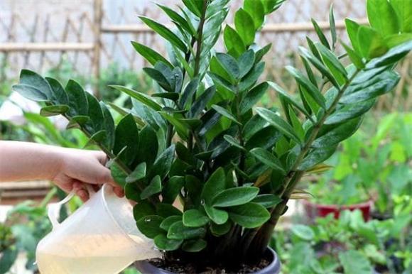 cây kim tiền, vị trí đặt cây kim tiền