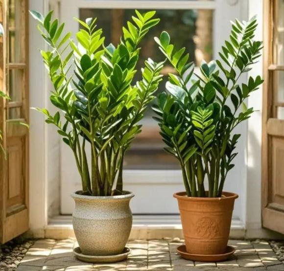 cây kim tiền, vị trí đặt cây kim tiền