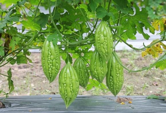 rong biển, khổ qua, sống thọ, người Nhật
