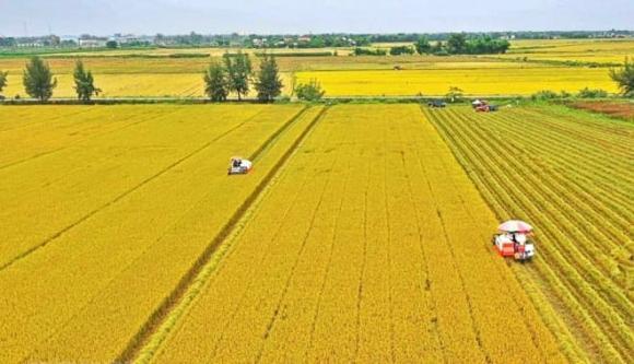  Nhật Bản, lúa gạo Việt Nam, Gạo Việt xanh phát thải thấp