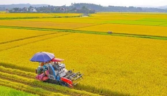  Nhật Bản, lúa gạo Việt Nam, Gạo Việt xanh phát thải thấp